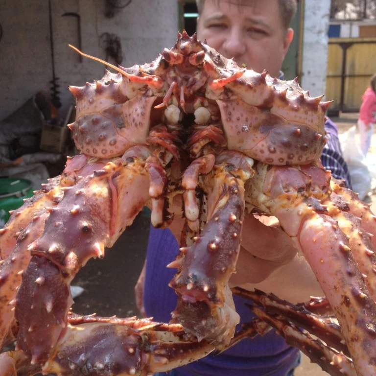 Live красный король крабов