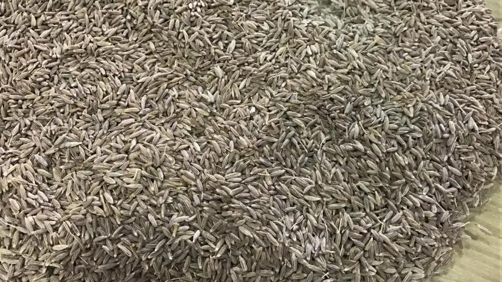100%pure quality cumin seeds whole singapore quality and europe quality 99.99% india origin