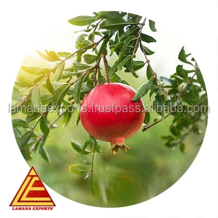 Свежий гранатовый фрукт индийский экспорт для Таиланда Малайзии Сингапура Вьетнама