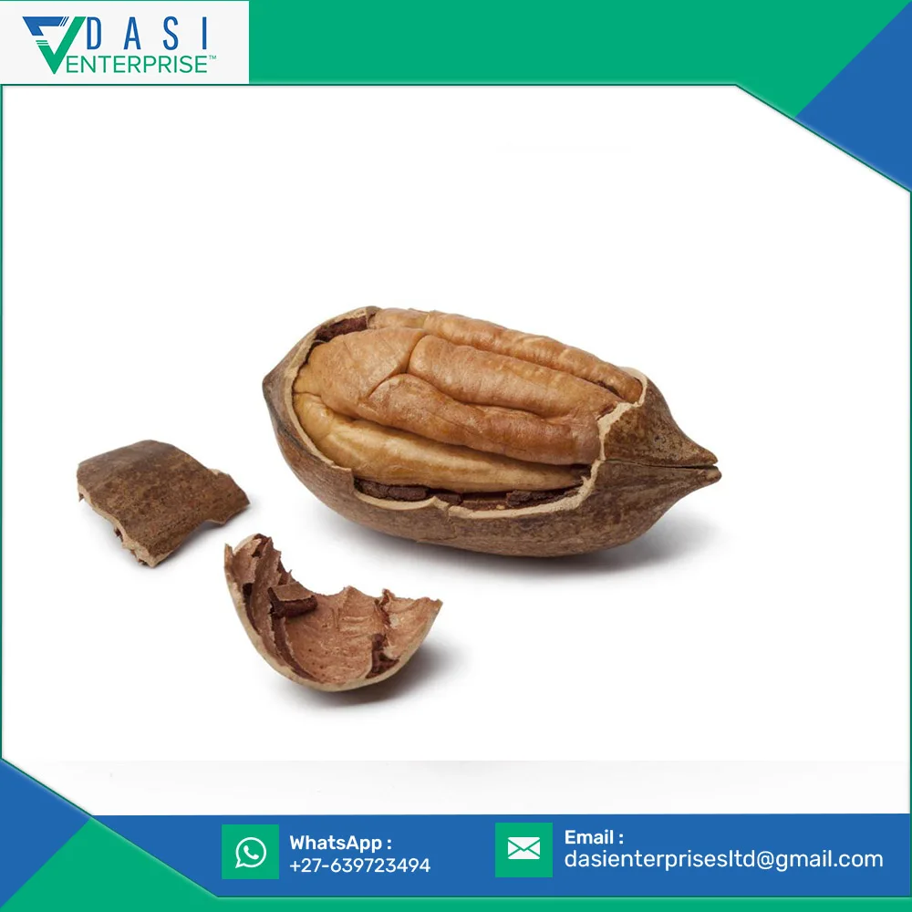 Agricultural Farm With Shell Fresh Hard Pecan Nuts From South Africa In Standard Quality At Bulk Price