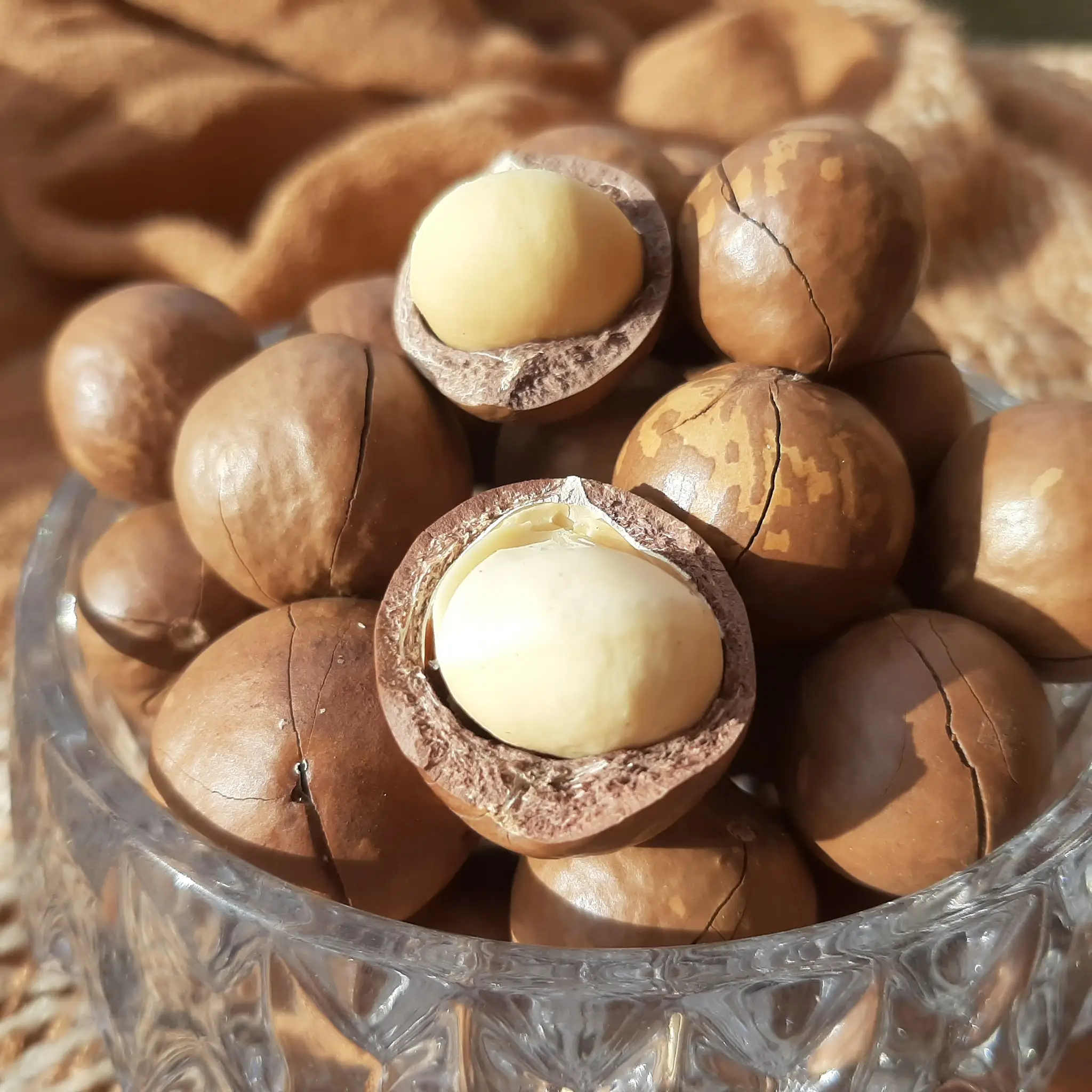 
High Quality Wholesale Raw Dried Macadamia Nuts with Nutritional Value With Factory Price 