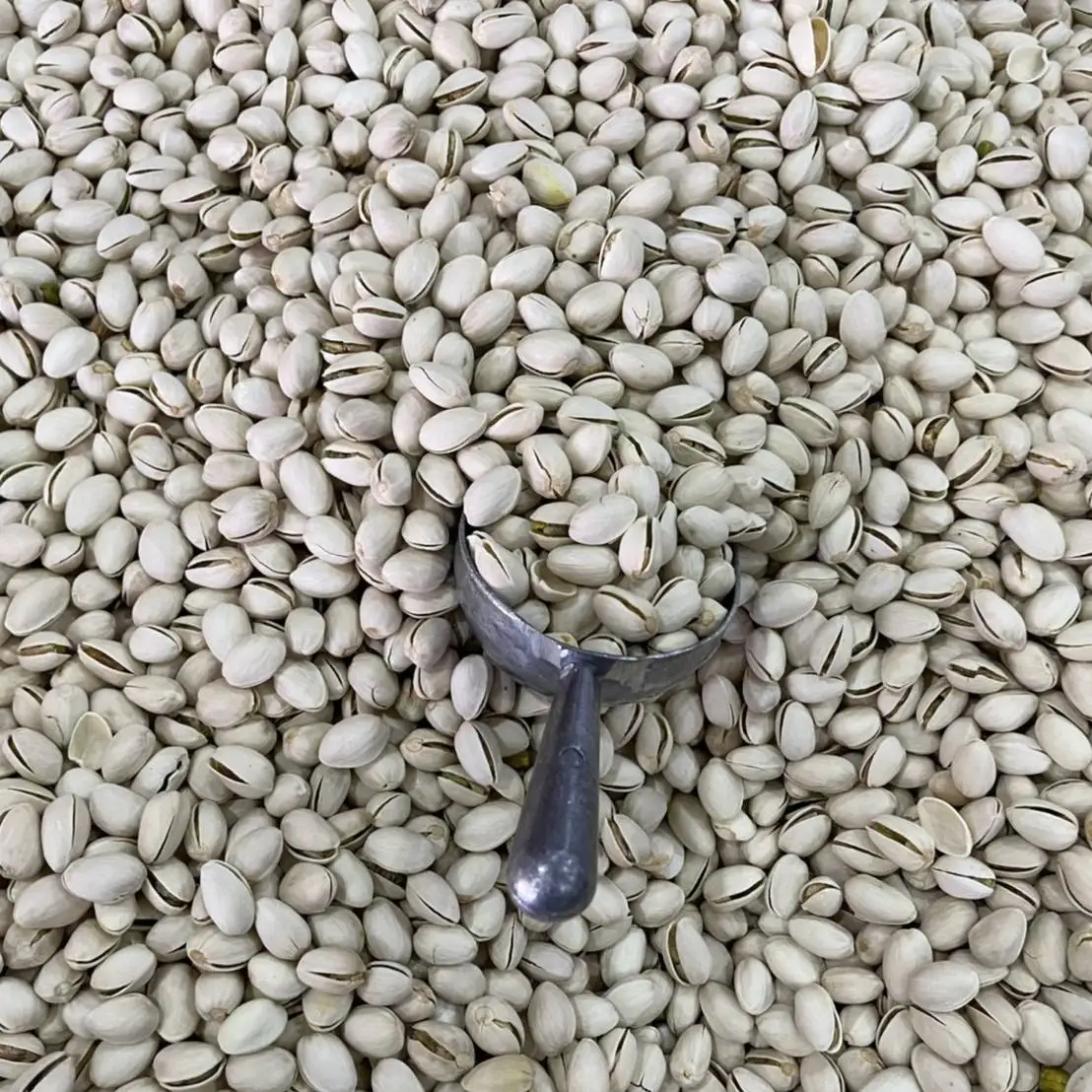 
GMP Certification For Thailand Roasted Dried Premium Pistachio Nuts With Original Flavor 