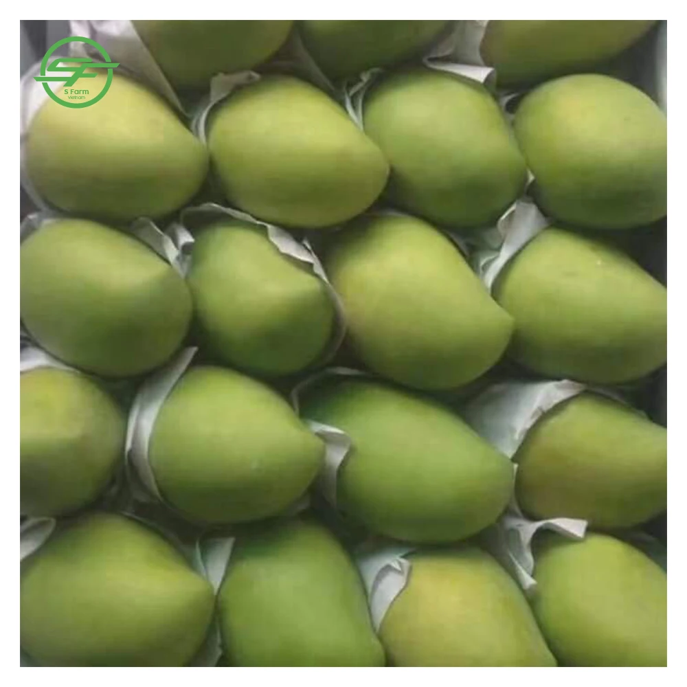 Mango a Grade Natural Sweet Green and Yellow Organic Cultivation with Phytosanitary Certificate Certification Fresh 80% Maturity