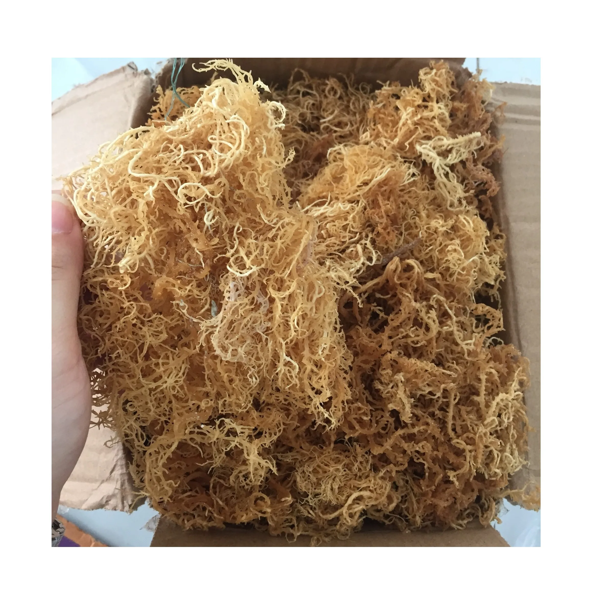 Морское Птичье гнездо 100% органические коралловые водоросли EUCHEUMA COTTONII повышающие иммунную систему мисс Джой + 84397147287