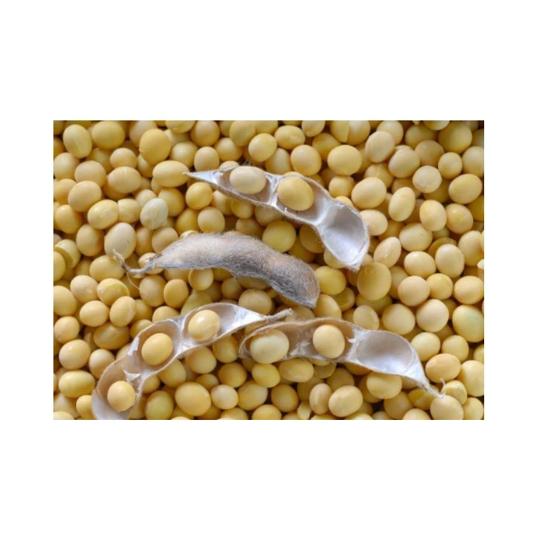 Wholesale Soybean Seeds Non GMO Soybean Seed Price Natural Organic Soybeans Price for Sale