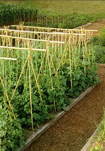 Natural Bamboo Pole Wholesales