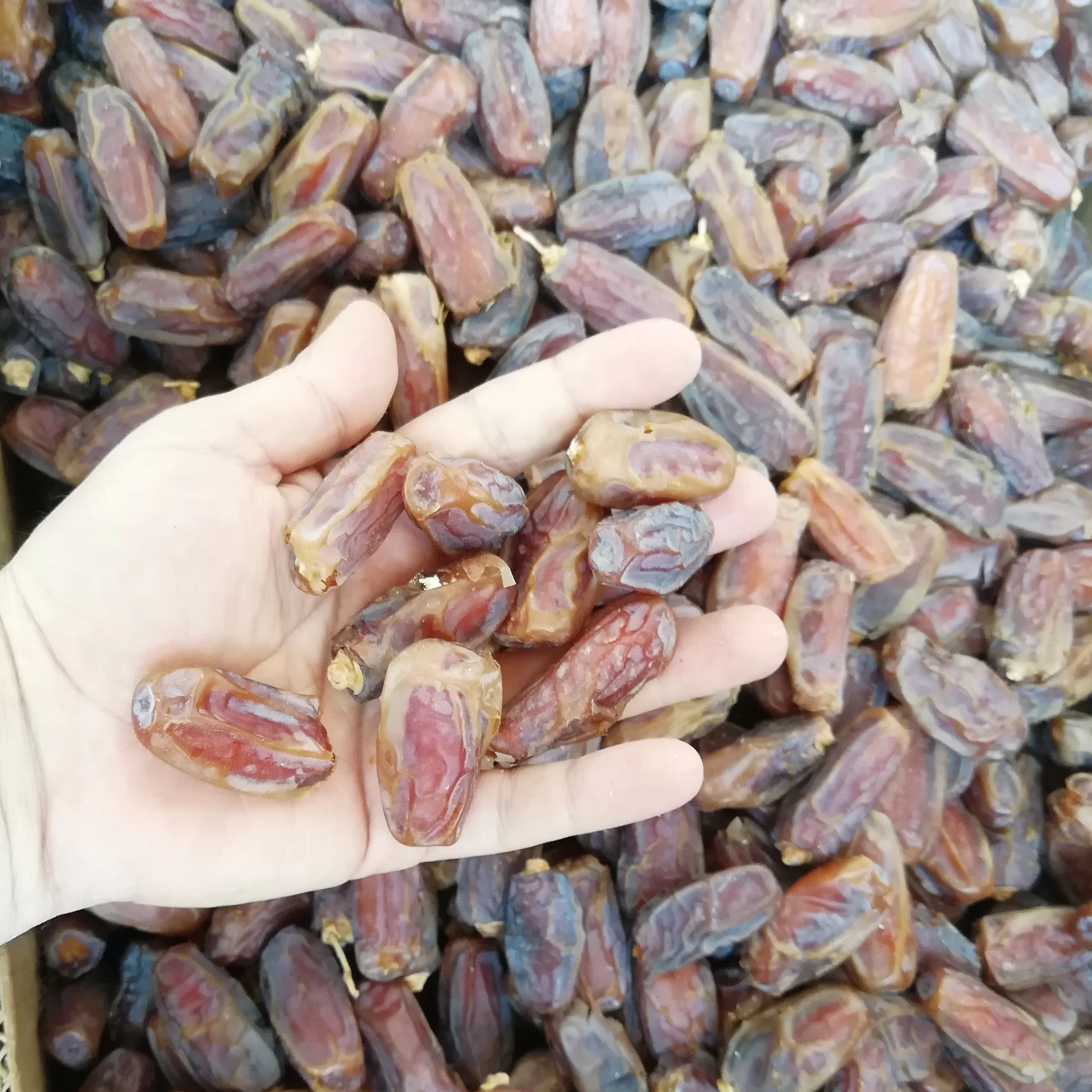 Very cheap big size Mashrook dates with high satisfaction from clients Saudi dates