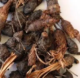 Nagarmotha essential oil in bulk Nagarmotha Cyperus rotundus cyprotene flavonoids Nagarmotha Cypriol Oil Perfumery oil Nagarmoth