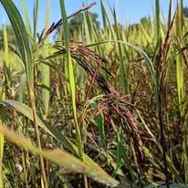 Очень полезный тёмно-фиолетовый 100% натуральный рисовый рис из Таиланда