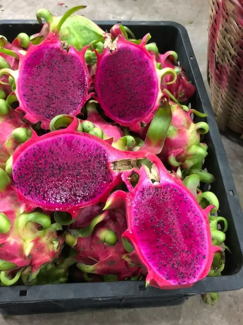 Свежая питайя конкурентоспособная цена экспорта готовой из Вьетнама снимите небольшой 300-500grs/большой 500grs-естественного сладкого 15 дней