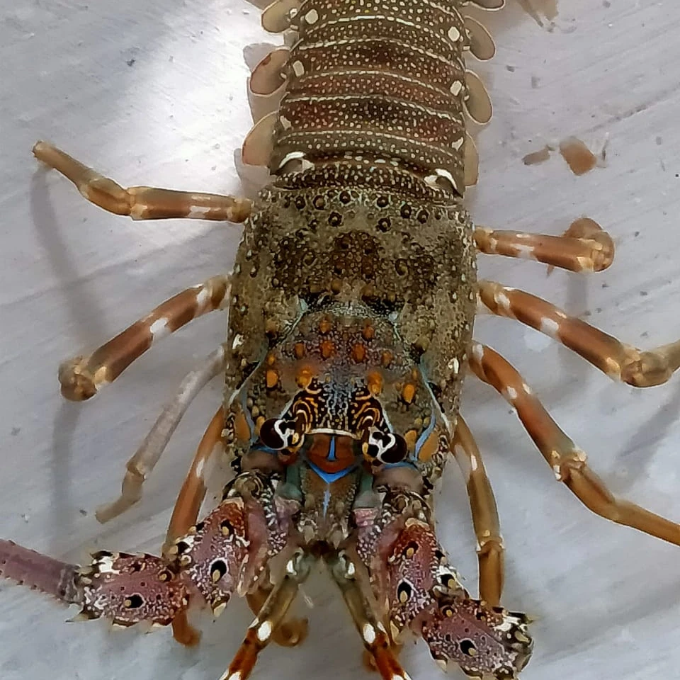 
Live Lobster - Alive Bamboo Lobster For Hong Kong - Frozen - Fresh - Malaysia - Thailand - China 