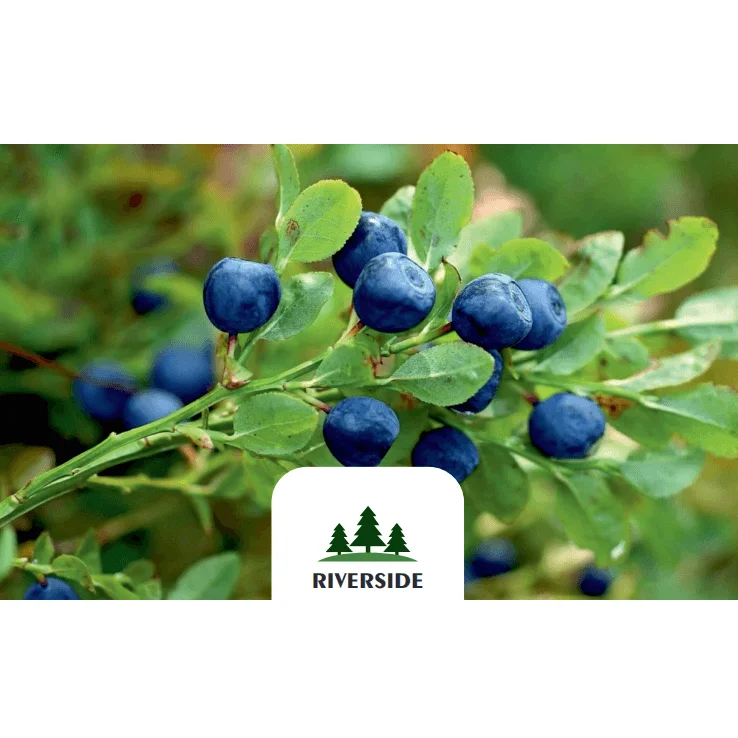Eco-Friendly Plastic Trays GOST Standard Prepackage Fresh / Frozen Tasty And Enriched Huckleberry Berries