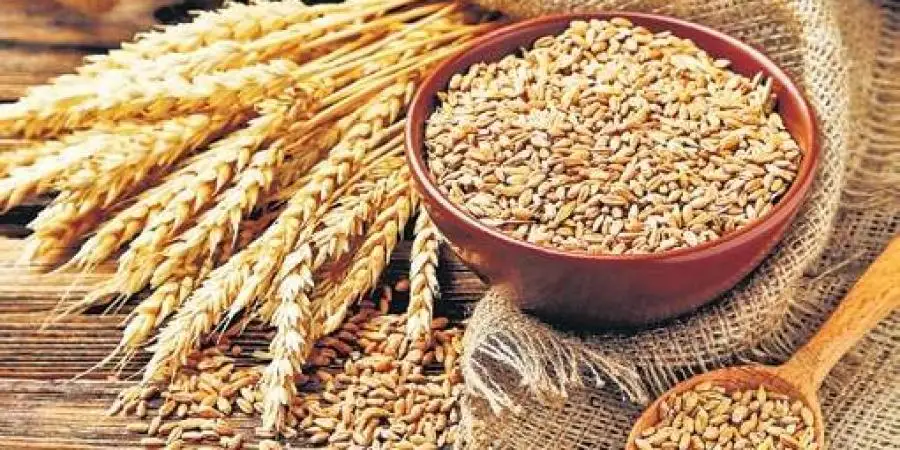 ISO Certified Wheat Grain