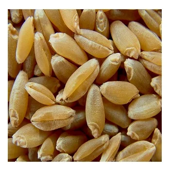 HIGH QUALITY, ORGANIC DURUM WHEAT