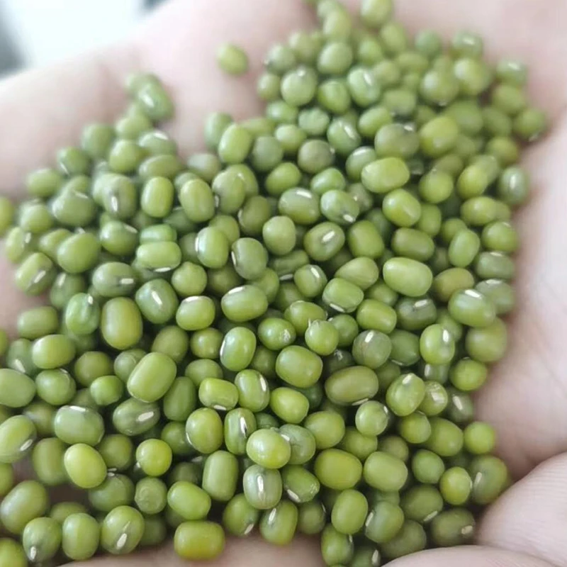 small size,2.6mm-3.5mm high quality moong dal price Green Mung Beans for sprouting