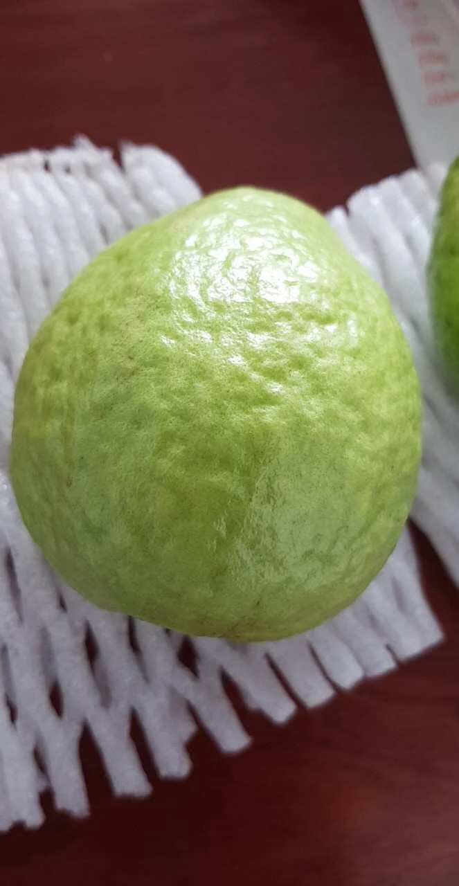 
FRESH GUAVA FRUIT SWEET BEST PRICE HIGH QUALITY FROM VIKAFOODS (WhatsApp/ Wechat: +84 983 028 718) 