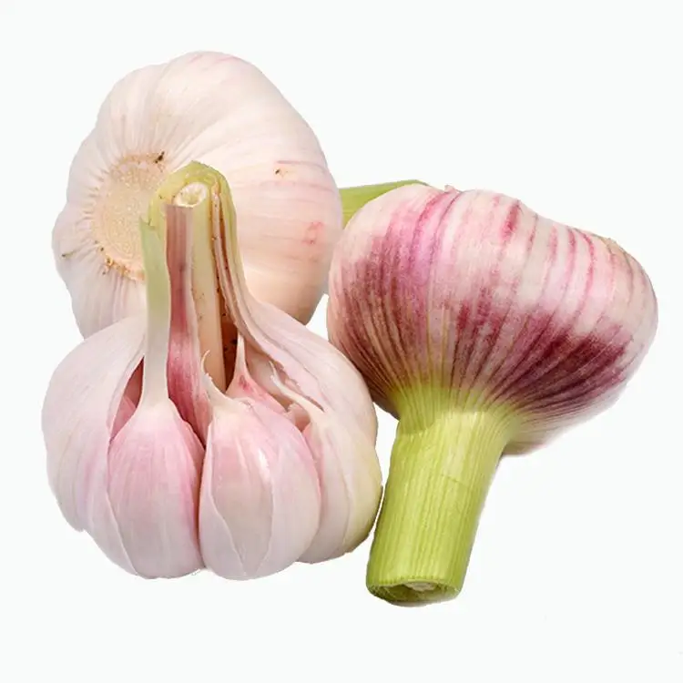 100% Natural Egyptian Fresh Red Garlic for export worldwide (11000000663831)