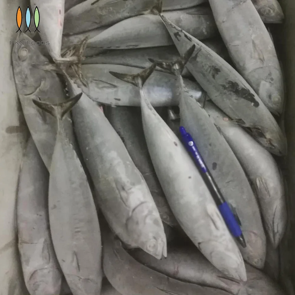 Frozen IQF BLOCK Seasonal Fresh Whole Body Nature Auxis Rochei Bonito with Box Packaging From Vietnam