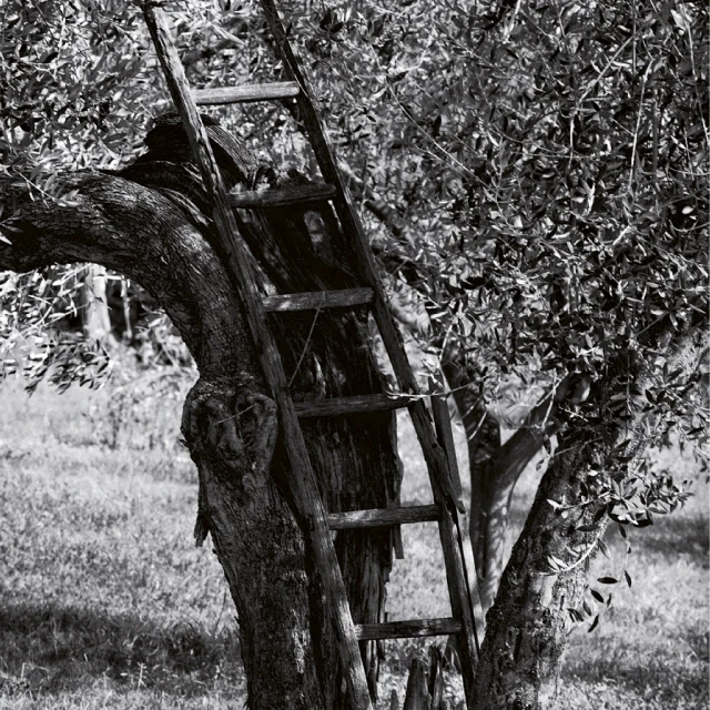 Top Quality Cold Pressed Italian plant oil Extra Virgin Olive Oil - COLLE CORVIANO 50cl cooking oil