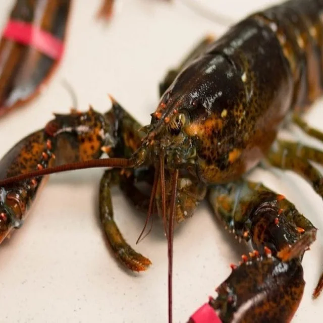 LIVE LOBSTER NOW AVAILABLE YEAR ROUND