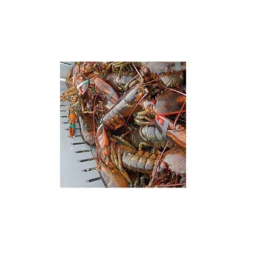 
Fresh Quality Live/Frozen Lobsters For Sale 