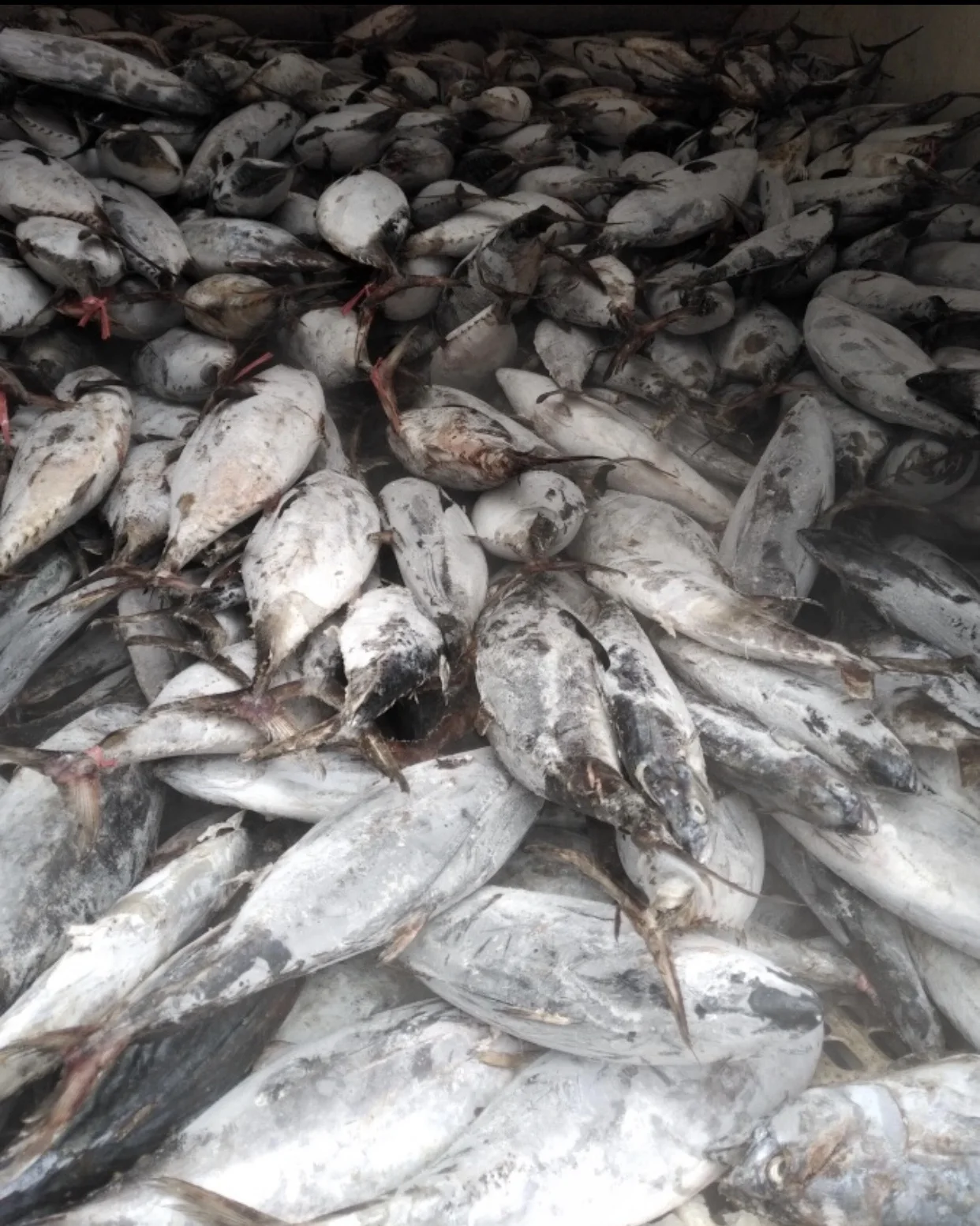 frozen Tuna king fish mackerel best quality from indonesia