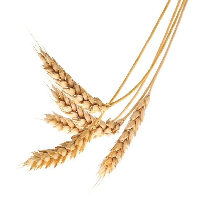 Wheat Plant Soft and Hard Grains / Premium Quality