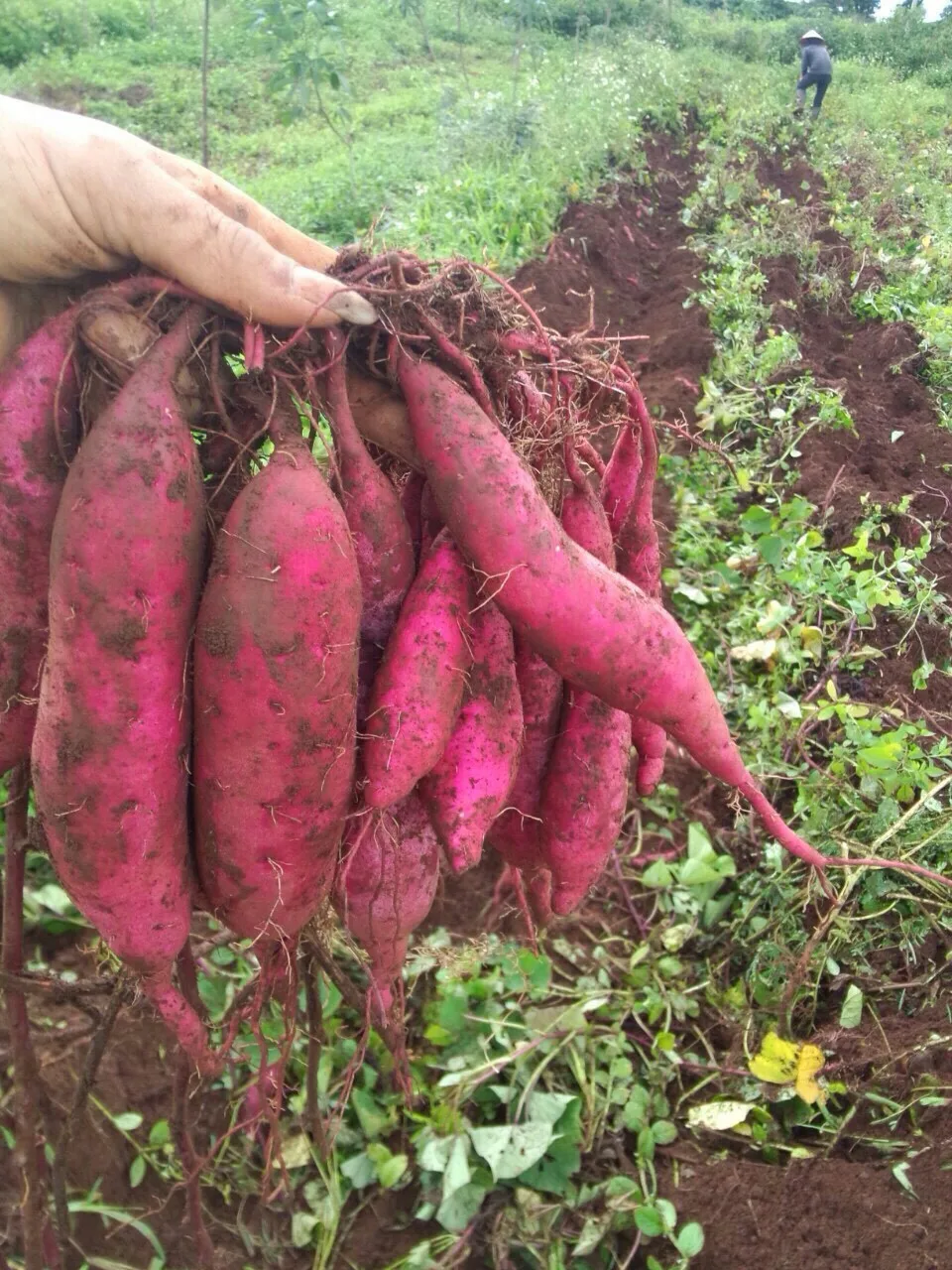 Свежий японский сладкий картофель