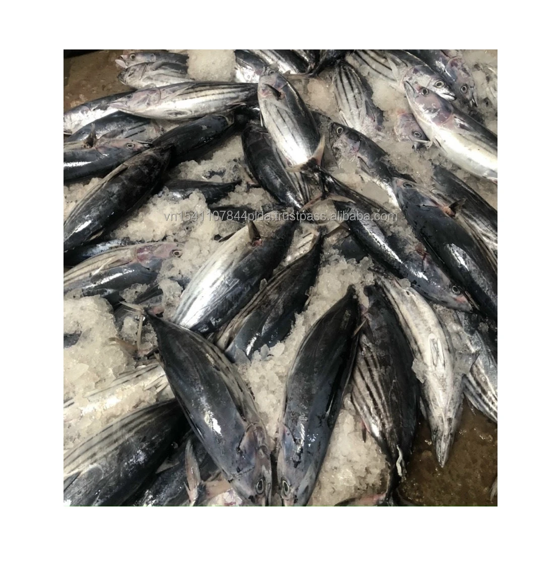 Best quality frozen whole round striped tuna from Viet Nam