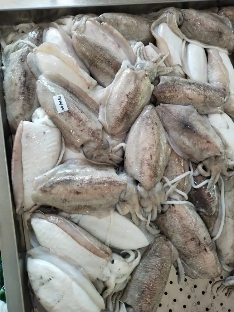 Frozen Cuttlefish whole block frozen from India