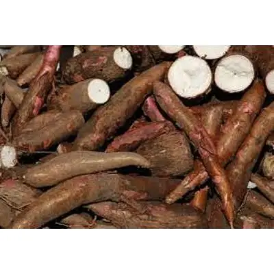 Natural Fresh and Quality Tapioca  Wholesale