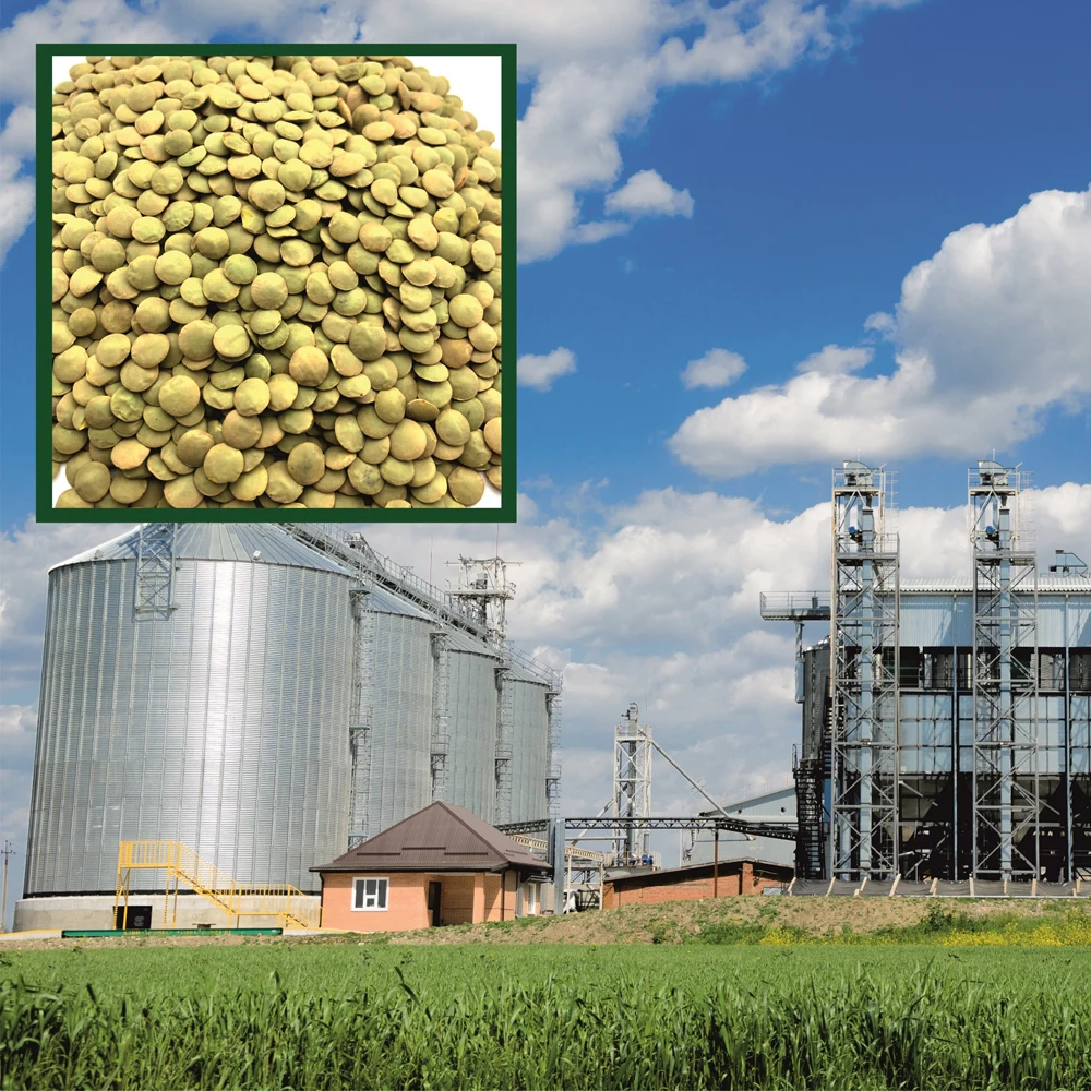 Great quality whole lentils big bag, from manufacturer