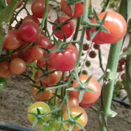 Fresh Cherry Tomato New Season of fresh Cherry Tomatoes 2022