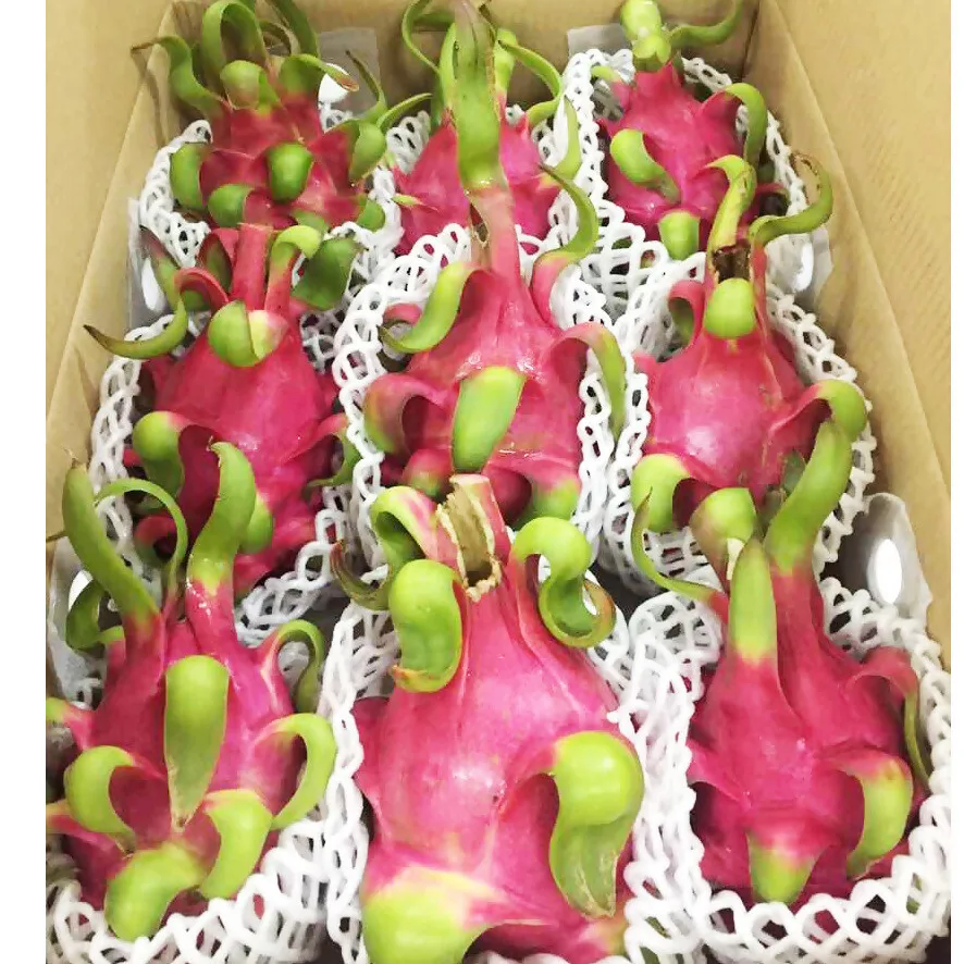 
FRESH DRAGON FRUIT / WHITE FLESH AND RED FLESH DRAGON FRUIT 