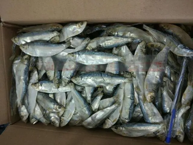 DRIED HERRING FISH DRY STOCKFISH  / Amber