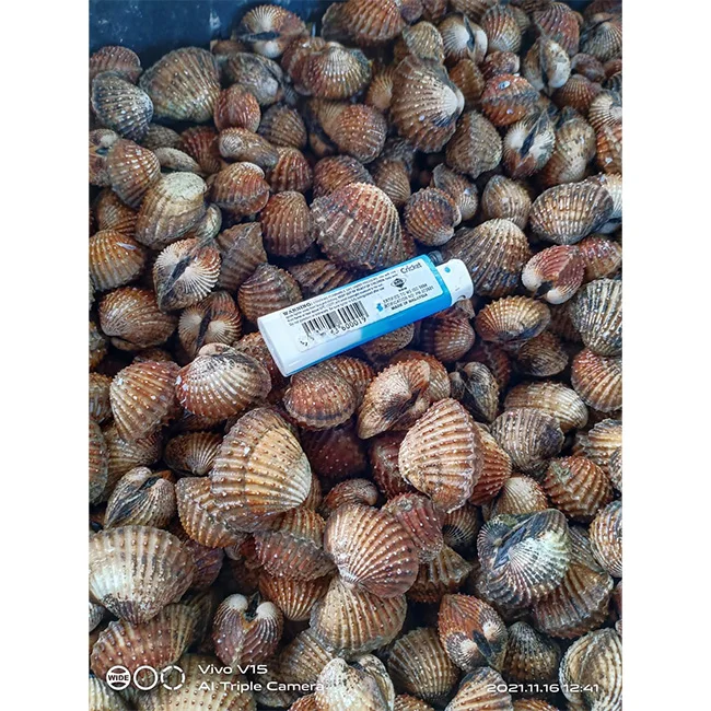 Factory Price Wholesale Clean Fresh Cockle Ready to Eat Seafood Affordable Price Frozen Seafood Top Rated Food