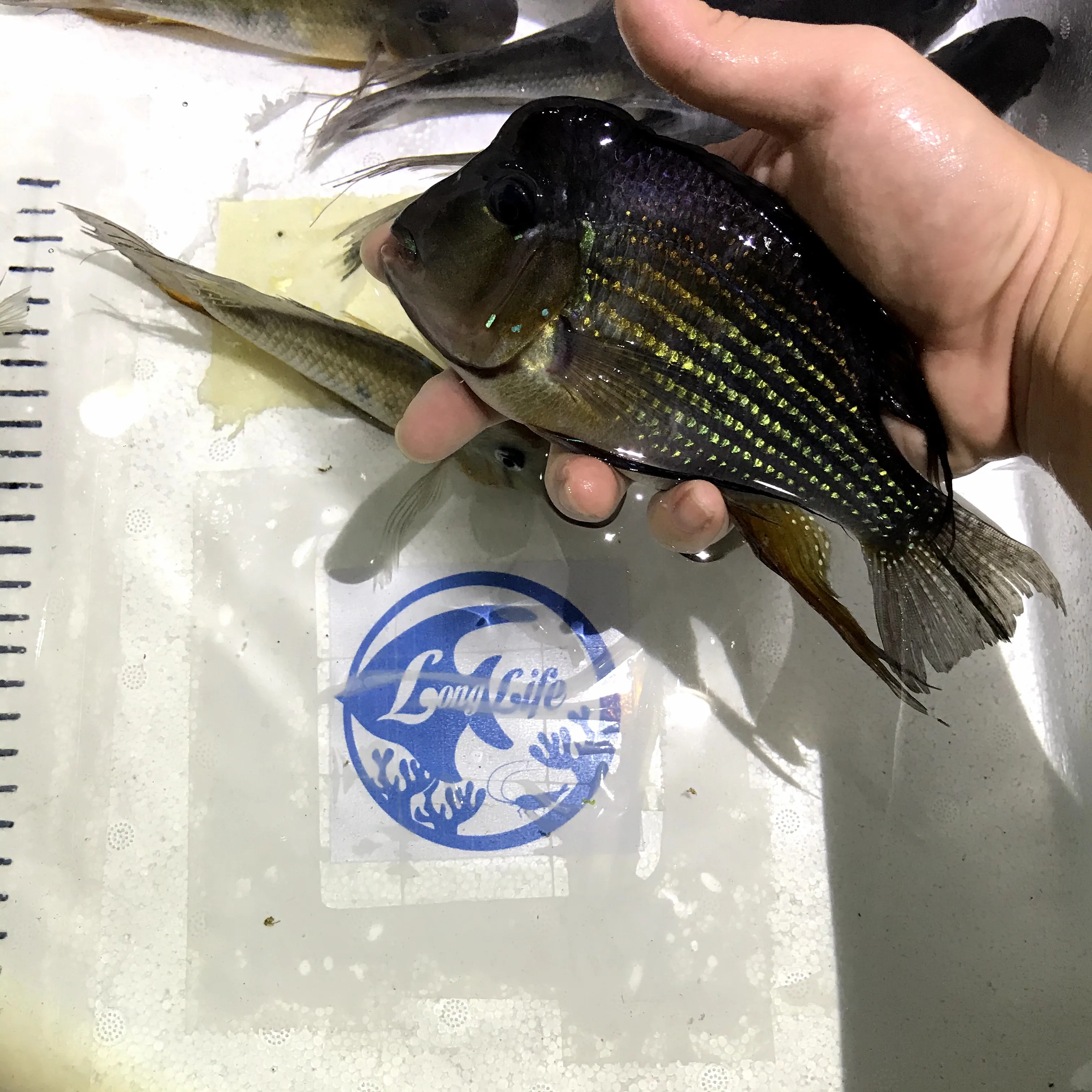 
Farm bred Acarichthys heckelii South American Cichlids For sale 