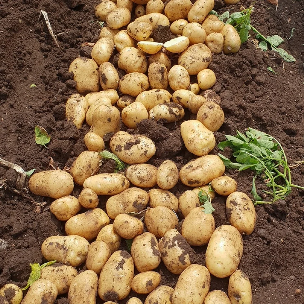 2021 Best Premium Quality Fresh Potato in a Wholesale price