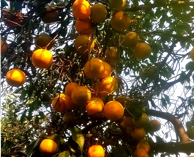 High Quality  bulk fresh mandarin oranges in cheap price Good Quality Orange 100% Natural  Fresh Mandarin Orange