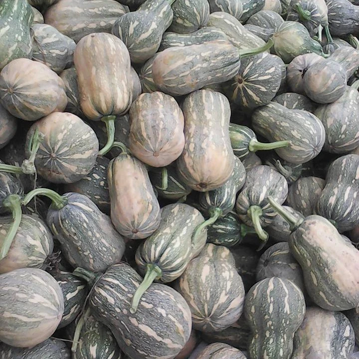 FRESH ORGANIC PUMPKIN HIGH QUALITY BEST PRICE