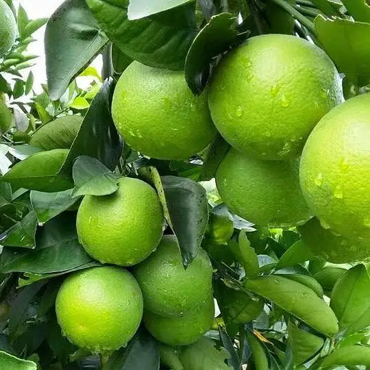 Fresh Orange Fruit For Sale From Vietnam High Quality Best price - Yellow, Green Oranges Wholesale