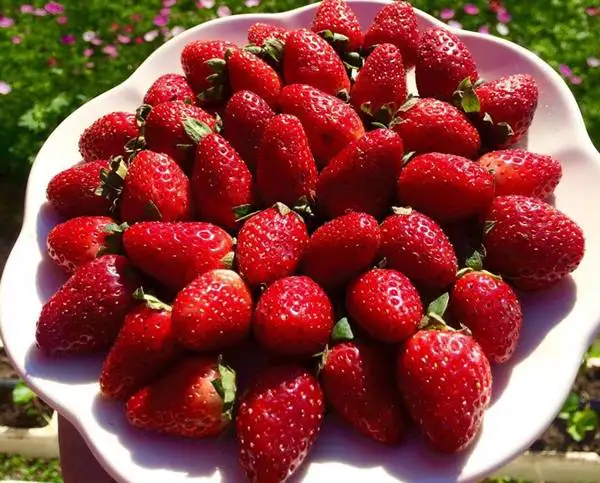  Лидер продаж свежая клубника премиум класса из Таиланда от SP Organic International