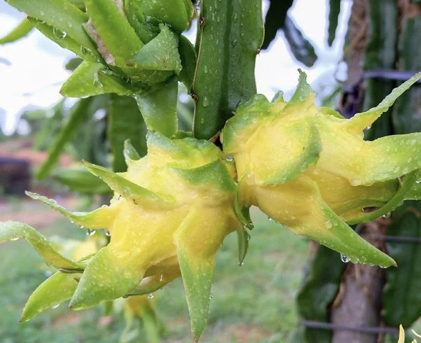 
Fresh Sweet Yellow Israel Pitaya Dragon fruit Hot Selling Thailand Export 