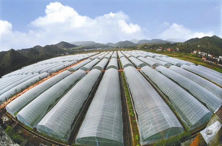 Big size transparency film perfect toughness vegetables plastic film for greenhouse