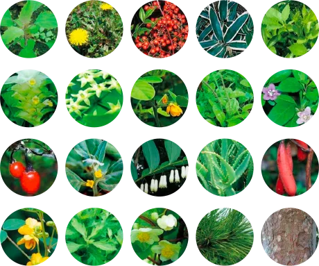 Japan Made coenzyme q10 bulk lactobacillus vitaminB6