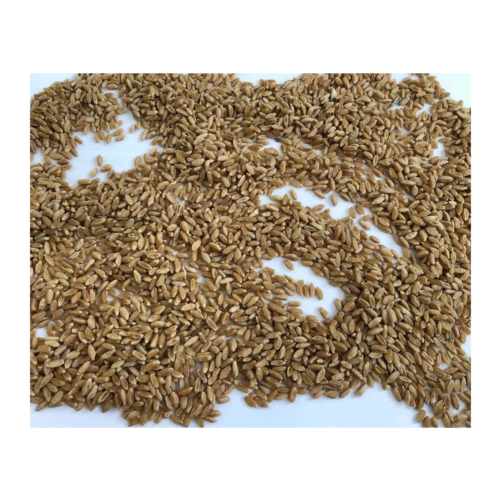 Premium quality organic wheat grain in bulk, product of Russia