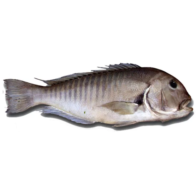 
Best Quality With Very Good Price Of Frozen Dory Fish Whole Round Top Selling Natural 