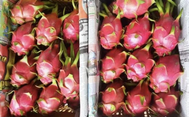
EWC High Quality From Thailand Little Sweet Tropical Fruit Fresh Dragon Fruit Purple Meat 