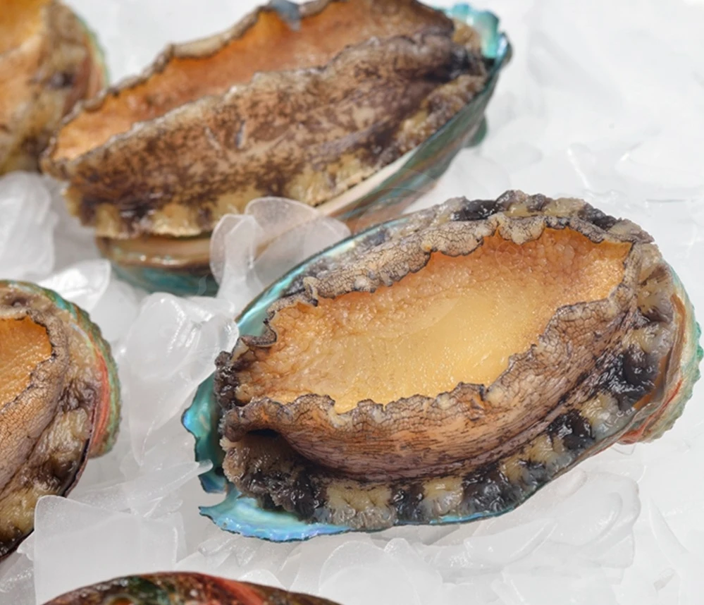 
Live Seafood Abalone 