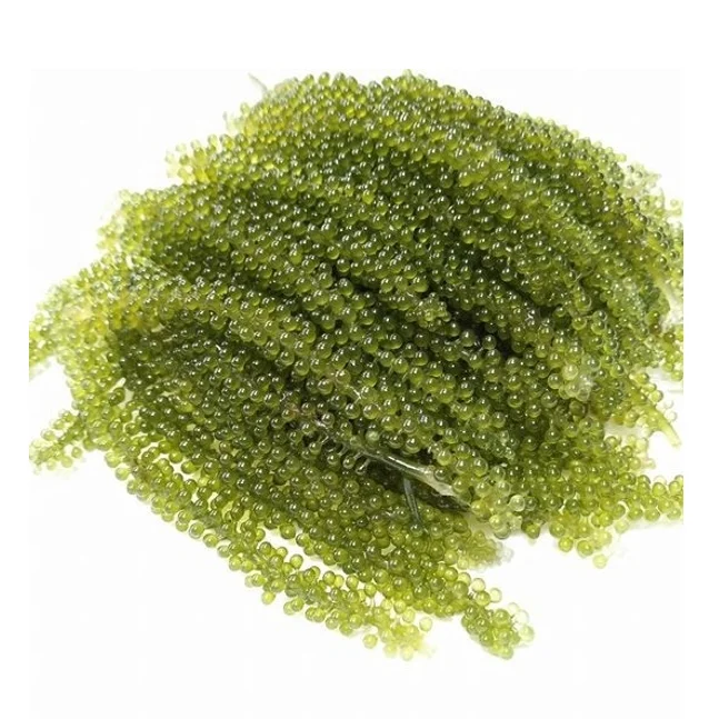 Sea grapes contains caulerpicin and caulerpin - Nutrition food for health